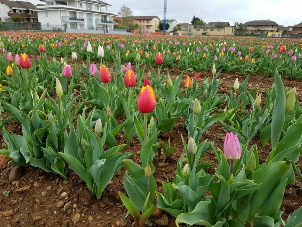 tulipani 2